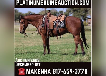 American Quarter Horse, Ruin, 8 Jaar, 155 cm, Roodbruin