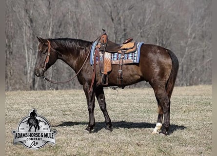 American Quarter Horse, Ruin, 8 Jaar, 155 cm, Zwart
