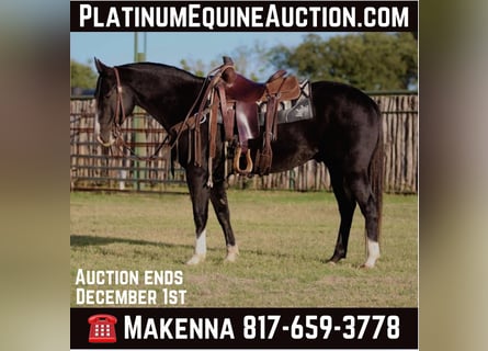 American Quarter Horse, Ruin, 8 Jaar, 155 cm, Zwart