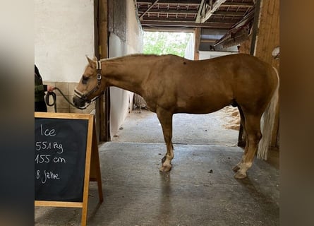 American Quarter Horse, Ruin, 8 Jaar, 156 cm, Palomino