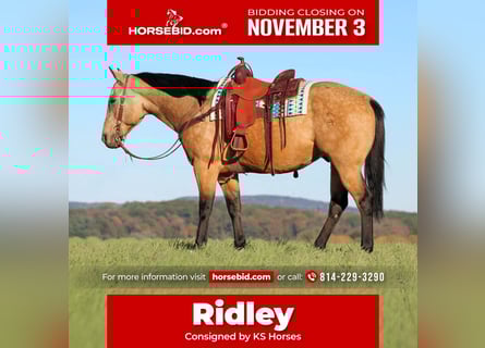 American Quarter Horse, Ruin, 8 Jaar, 157 cm, Buckskin