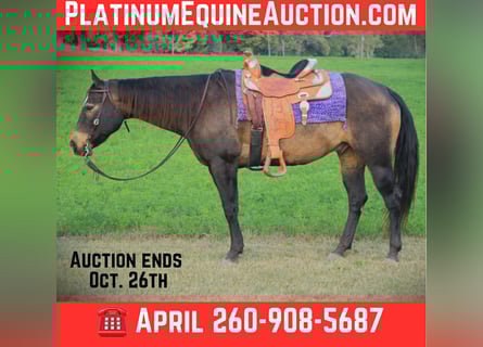 American Quarter Horse, Ruin, 8 Jaar, 157 cm, Buckskin