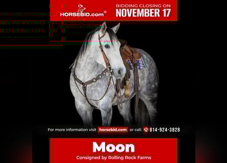 American Quarter Horse, Ruin, 8 Jaar, 157 cm, Schimmel