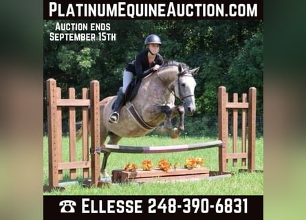 American Quarter Horse, Ruin, 8 Jaar, 157 cm, Schimmel