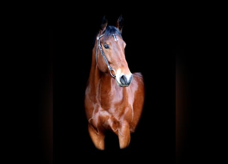 American Quarter Horse, Ruin, 8 Jaar, 162 cm
