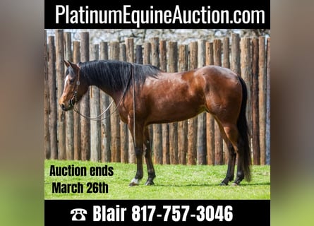 American Quarter Horse, Ruin, 8 Jaar, 163 cm, Roodbruin