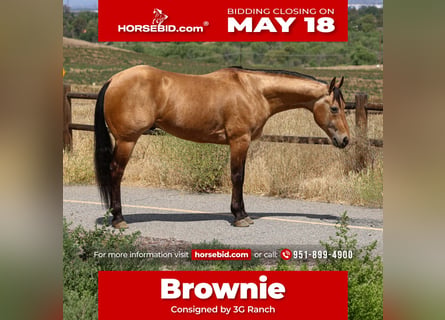 American Quarter Horse, Ruin, 8 Jaar, Buckskin