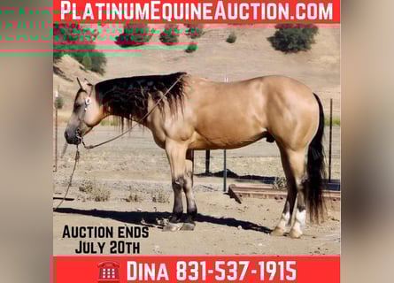 American Quarter Horse, Ruin, 8 Jaar, Buckskin