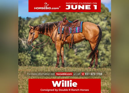 American Quarter Horse, Ruin, 8 Jaar, Buckskin