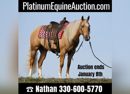 American Quarter Horse, Ruin, 8 Jaar, Palomino