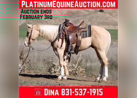 American Quarter Horse, Ruin, 8 Jaar, Palomino