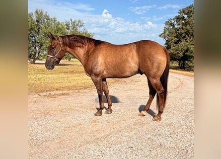 American Quarter Horse, Ruin, 8 Jaar, Red Dun