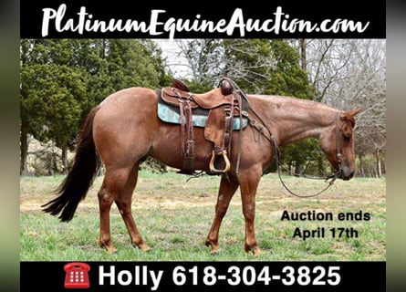 American Quarter Horse, Ruin, 8 Jaar, Roan-Red