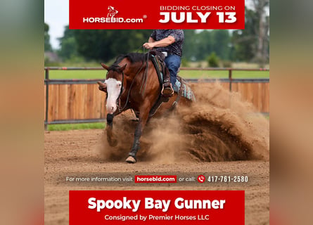 American Quarter Horse, Ruin, 8 Jaar, Roodbruin