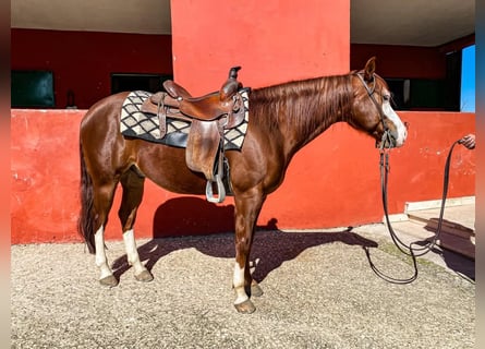 American Quarter Horse, Ruin, 8 Jaar, Roodvos