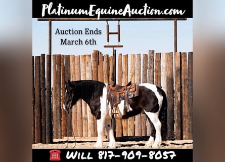 American Quarter Horse, Ruin, 8 Jaar, Tobiano-alle-kleuren