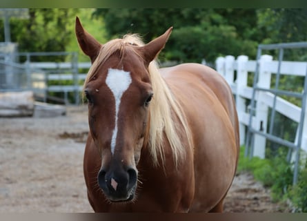 American Quarter Horse, Ruin, 8 Jaar, Vos