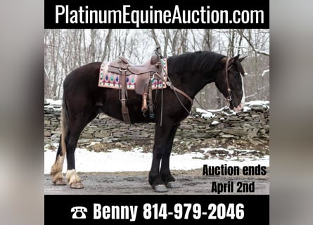 American Quarter Horse, Ruin, 8 Jaar, Zwart