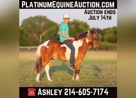 American Quarter Horse, Ruin, 9 Jaar, 109 cm, Tobiano-alle-kleuren