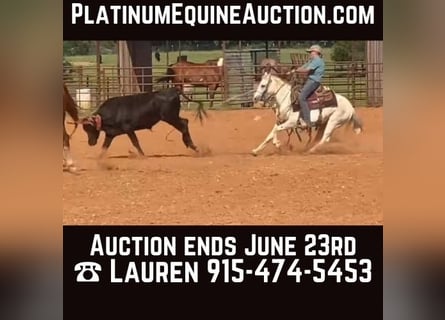 American Quarter Horse, Ruin, 9 Jaar, 127 cm, Schimmel