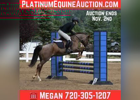 American Quarter Horse, Ruin, 9 Jaar, 132 cm, Roan-Red