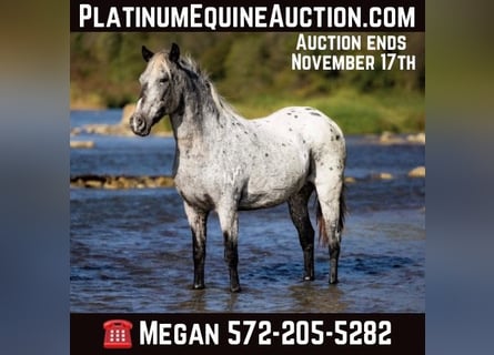 American Quarter Horse, Ruin, 9 Jaar, 140 cm, Schimmel