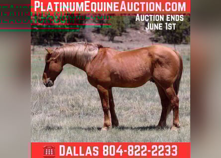 American Quarter Horse, Ruin, 9 Jaar, 145 cm, Roodvos