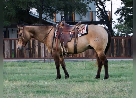 American Quarter Horse, Ruin, 9 Jaar, 147 cm, Grullo