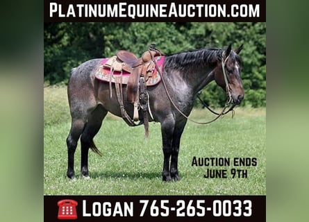 American Quarter Horse, Ruin, 9 Jaar, 147 cm, Roan-Bay