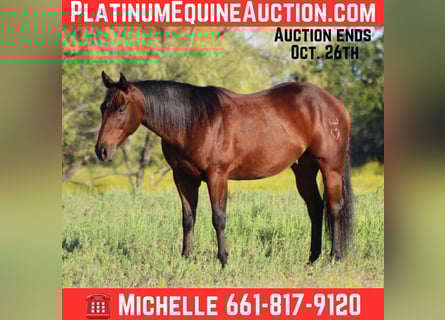 American Quarter Horse, Ruin, 9 Jaar, 147 cm, Roodbruin