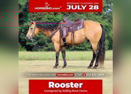 American Quarter Horse, Ruin, 9 Jaar, 150 cm, Buckskin