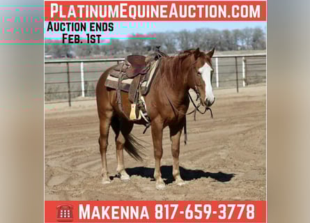 American Quarter Horse, Ruin, 9 Jaar, 150 cm, Donkere-vos