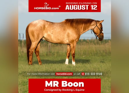 American Quarter Horse, Ruin, 9 Jaar, 150 cm, Roan-Red