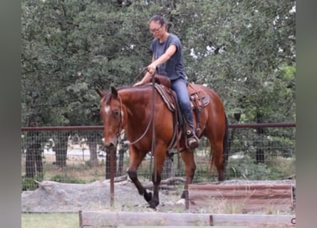 American Quarter Horse, Ruin, 9 Jaar, 150 cm, Roodbruin