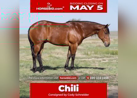 American Quarter Horse, Ruin, 9 Jaar, 150 cm, Roodbruin