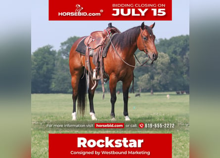 American Quarter Horse, Ruin, 9 Jaar, 150 cm, Roodbruin