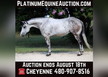 American Quarter Horse, Ruin, 9 Jaar, 152 cm, Appelschimmel