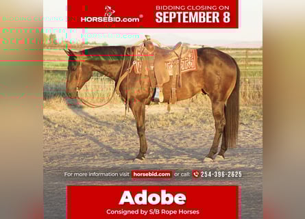 American Quarter Horse, Ruin, 9 Jaar, 152 cm, Bruin