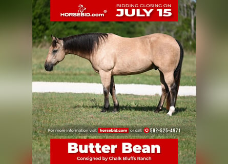 American Quarter Horse, Ruin, 9 Jaar, 152 cm, Buckskin