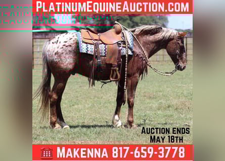 American Quarter Horse, Ruin, 9 Jaar, 152 cm, Donkere-vos