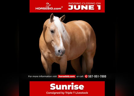 American Quarter Horse, Ruin, 9 Jaar, 152 cm, Palomino