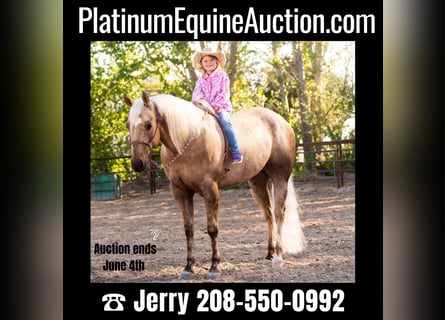 American Quarter Horse, Ruin, 9 Jaar, 152 cm, Palomino