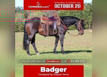 American Quarter Horse, Ruin, 9 Jaar, 152 cm, Roan-Bay