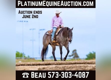 American Quarter Horse, Ruin, 9 Jaar, 152 cm, Roan-Bay