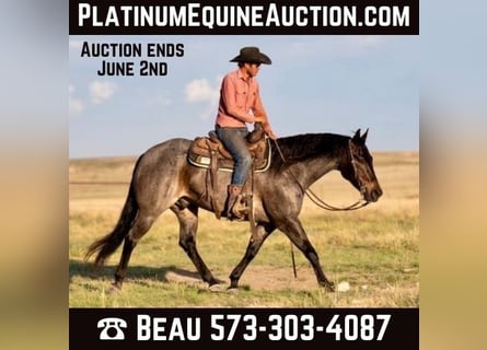 American Quarter Horse, Ruin, 9 Jaar, 152 cm, Roan-Bay