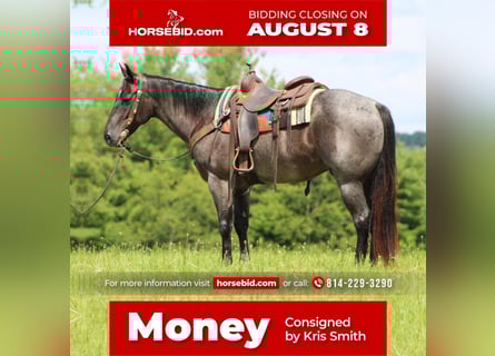 American Quarter Horse, Ruin, 9 Jaar, 152 cm, Roan-Blue
