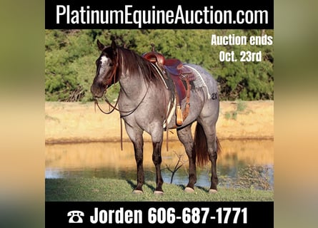 American Quarter Horse, Ruin, 9 Jaar, 152 cm, Roan-Blue