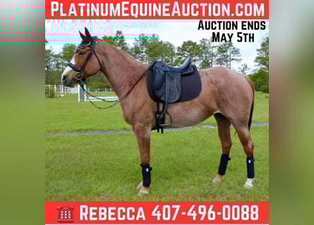 American Quarter Horse, Ruin, 9 Jaar, 152 cm, Roan-Red