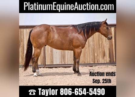 American Quarter Horse, Ruin, 9 Jaar, 152 cm, Roodbruin