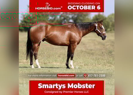 American Quarter Horse, Ruin, 9 Jaar, 152 cm, Roodbruin